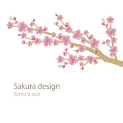 Branch of the Sakura tree