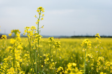 Obraz premium Beautiful blooming rape flower and mountains in spring 