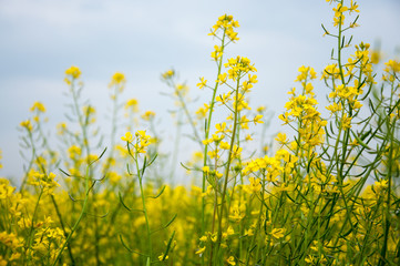 Obraz premium Beautiful blooming rape flower and mountains in spring 