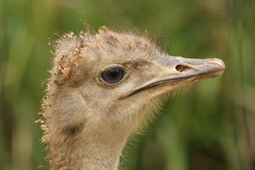 SONY DSC-struś © dulak