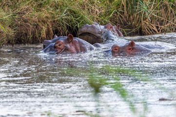 Nilpferde in einem Wasserloch in der Masai Mara