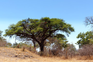 Fototapeta na wymiar African landscape