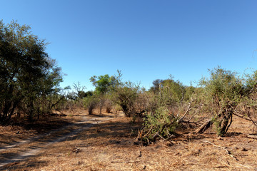 African landscape