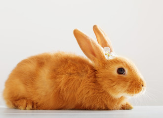 red rabbit on white background