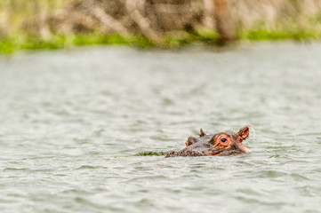 Nilpferd im Lake Nakuru