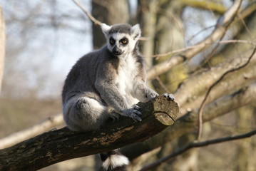 Lemur