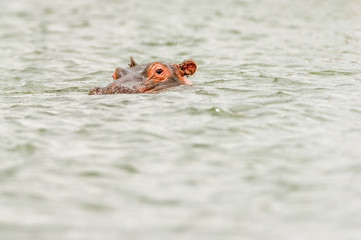Flußpferd im Lake Naivasha in Kenia