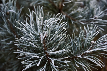 Naklejka na ściany i meble Young pine branch in winter, Europe