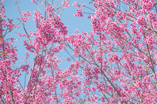 Cherry Blossoms, Thailand