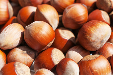 Scattering of hazelnuts