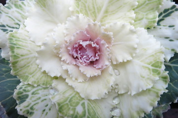 ハボタン　a kale 