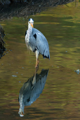 Grey Heron