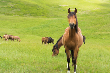 A curious horse looking at the camera