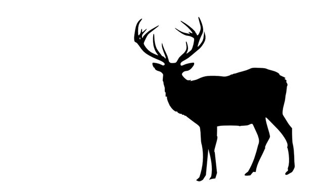 male deer 