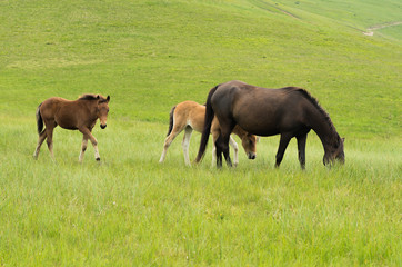 Fototapeta premium Horse and two foals in a pasture
