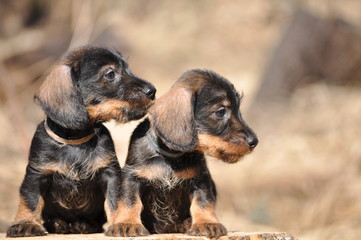 Wirehaired dachshund puppies © budurfoto