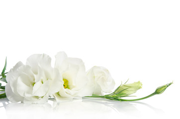 Beautiful white eustoma flowers isolated on white background