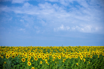 field of  sunflowers 