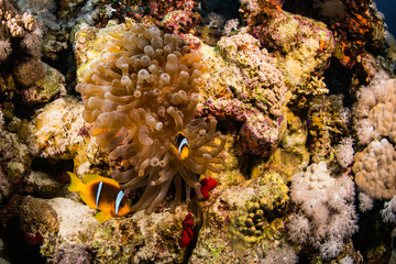 Anemonefish