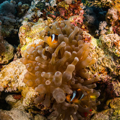 Anemonefish