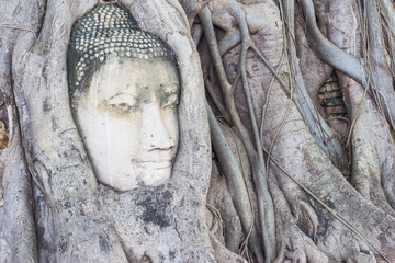 Head of buddha statue in tree roots at Wat Mahathat temple, Ayut