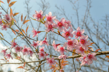 Thai sakura with sky background in winter at Doi Ang khang, Chaing mai Province, Thailand.