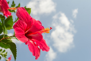 beautiful Red Hibiscus flower
