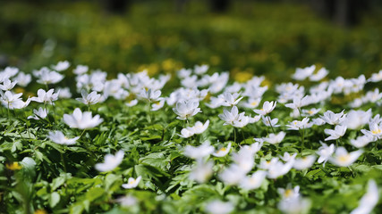 Fototapeta premium White anemone flowers growing in the wild in a forest in spring