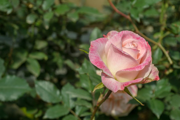 Pink rose flower blossom on natural background