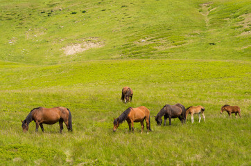 Horses in a pasture close-up