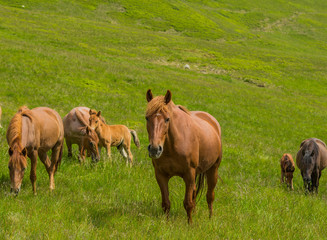 Horse herd grazing and looking at the camera