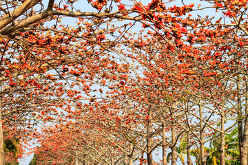 Kapok season, linchu Reservoir in Tainan, Taiwan