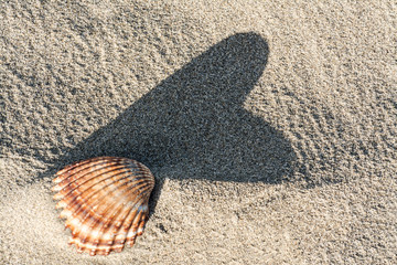 coquillage avec l'ombre en forme de coeur