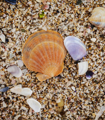 Sea shells on sand. Summer beach background.