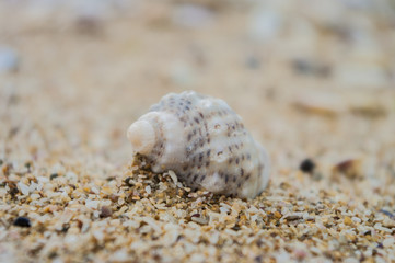 Sea shells on sand. Summer beach background.
