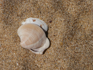 Sea shells on sand. Summer beach background.