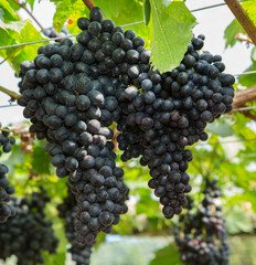 Black grape in the organic vineyard in Thailand