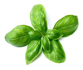 Fresh basil leaves isolated