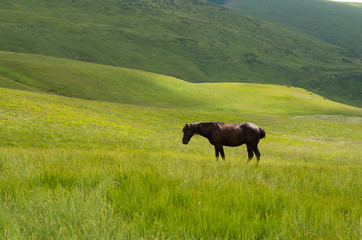 A horse grazing in a meadow 