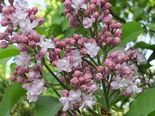 Beautiful purple lilac flowers 
