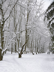 Snow-covered trees in the city park