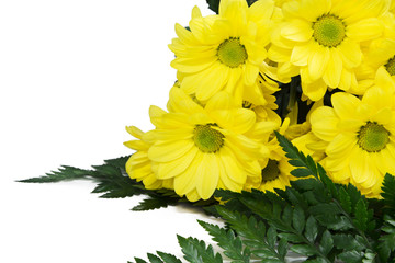 bouquet of yellow daisies isolated