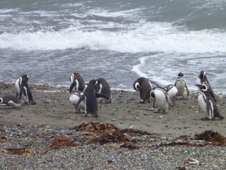 Obraz premium group of pinguins on a shore in seno otway reservation in chile
