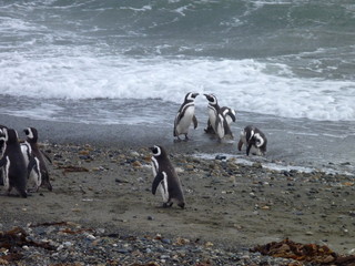 Obraz premium group of pinguins on a shore in seno otway reservation in chile