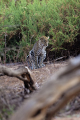 Leopard (Panthera pardus) verrictet sein Geschäft, Samburu National Reserve, Kenia, Ostafrika, Afrika,