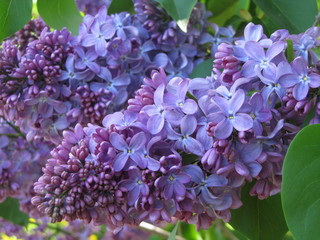 Beautiful blooming lilac flowers in the garden 