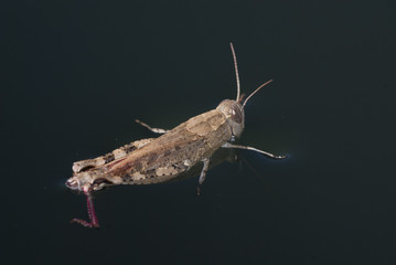 saltamontes flota en el agua