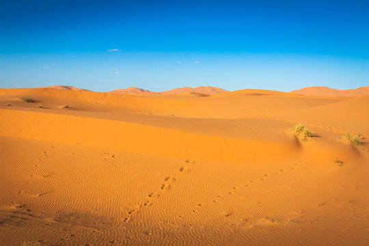 Desert dune at Erg Chebbi near Merzouga in Morocco.