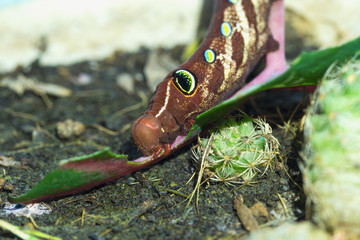 Close up brown caterpillar eating green leaf