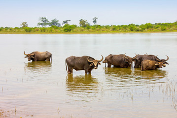 Fototapeta na wymiar water buffalo